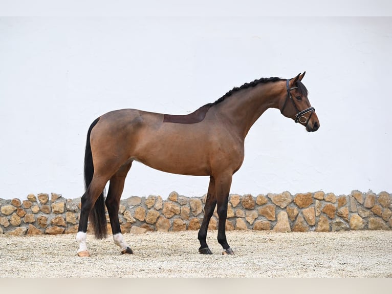Caballo de deporte alemán Yegua 5 años 171 cm Castaño in Tauberrettersheim