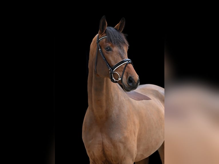 Caballo de deporte alemán Yegua 5 años 171 cm Castaño in Tauberrettersheim