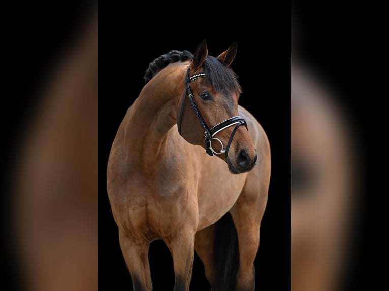 Caballo de deporte alemán Yegua 5 años 171 cm Castaño in Tauberrettersheim