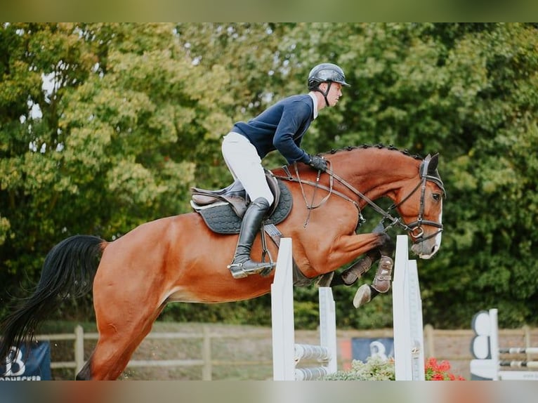 Caballo de deporte alemán Yegua 5 años 171 cm Castaño in Riedstadt