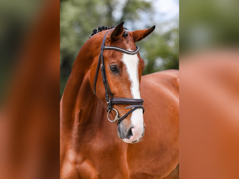 Caballo de deporte alemán Yegua 5 años 171 cm Castaño in Riedstadt