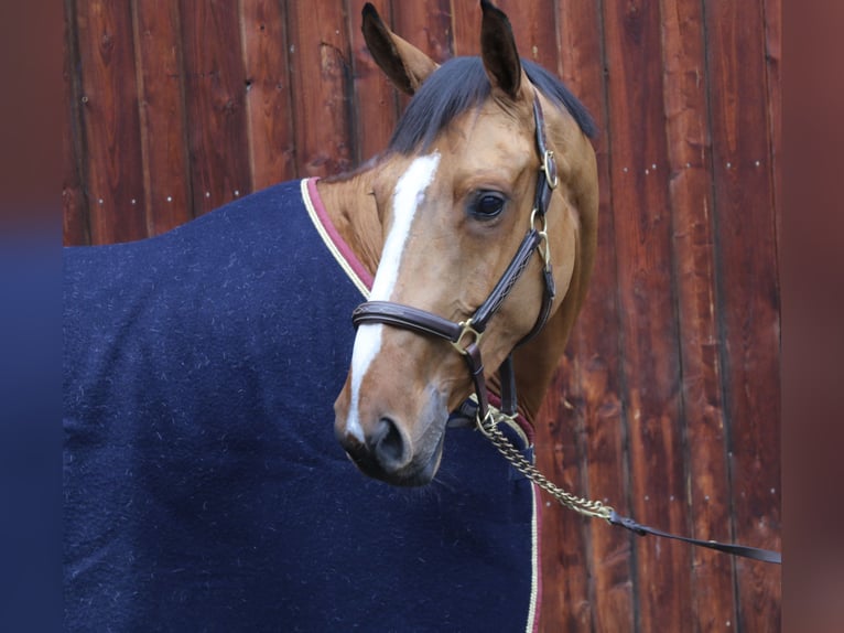 Caballo de deporte alemán Yegua 5 años 171 cm Castaño claro in Erharting