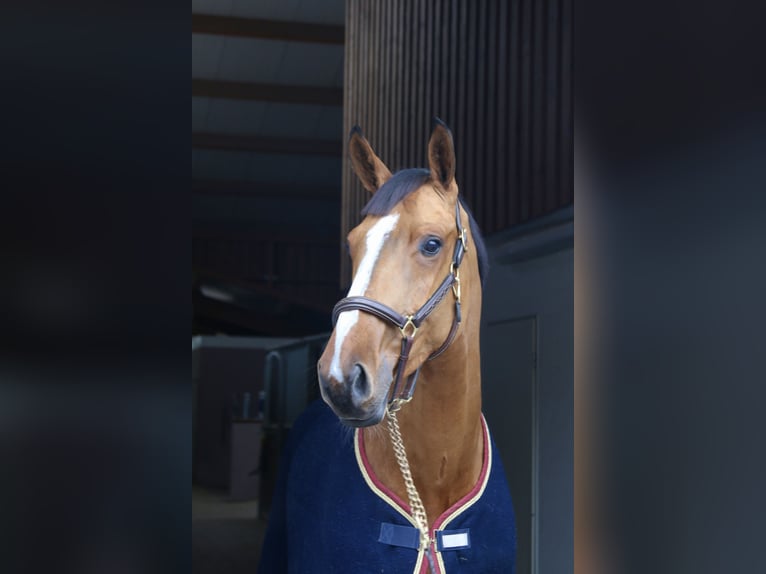 Caballo de deporte alemán Yegua 5 años 171 cm Castaño claro in Erharting