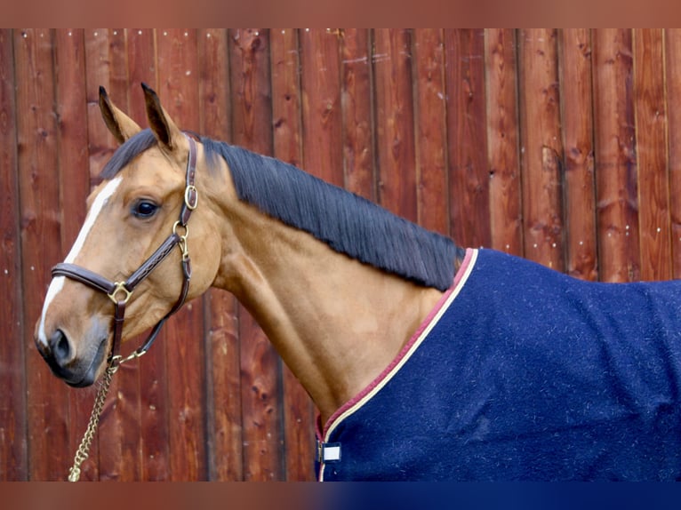 Caballo de deporte alemán Yegua 5 años 171 cm Castaño claro in Erharting