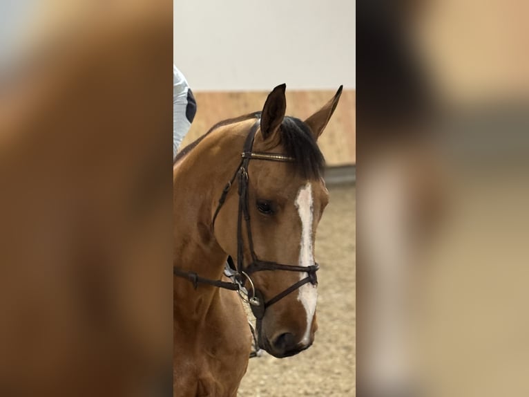 Caballo de deporte alemán Yegua 5 años 171 cm Castaño claro in Erharting