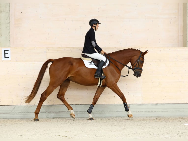 Caballo de deporte alemán Yegua 5 años 172 cm Alazán in Gomadingen