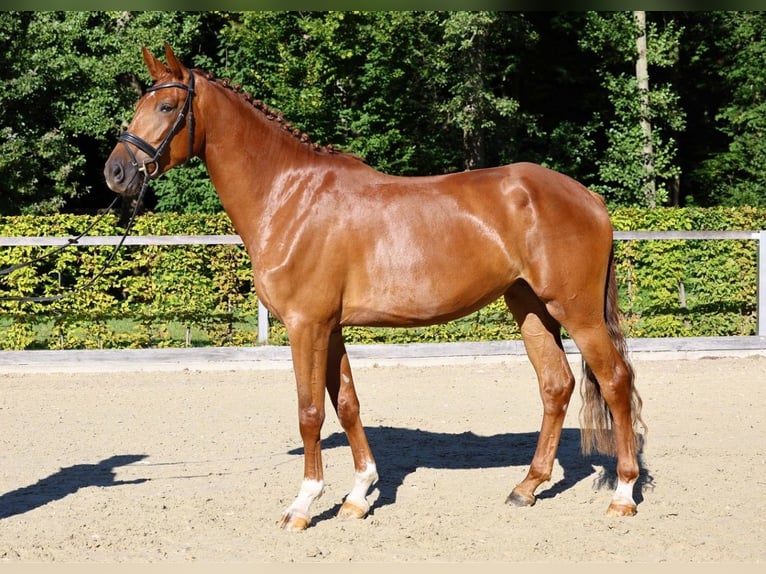 Caballo de deporte alemán Yegua 5 años 172 cm Alazán in Gomadingen