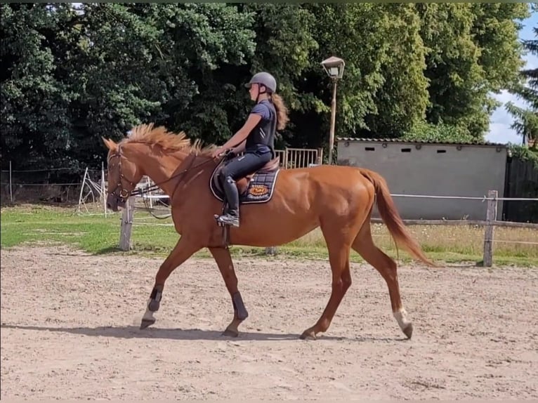 Caballo de deporte alemán Yegua 5 años 172 cm Alazán in Süderholz