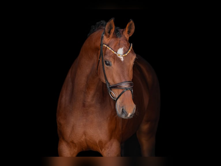Caballo de deporte alemán Yegua 5 años 172 cm Castaño in Wehringen