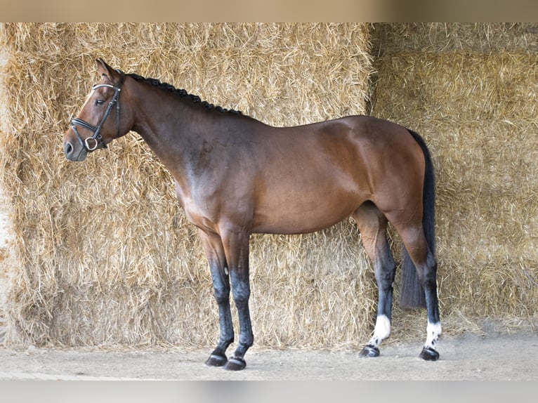 Caballo de deporte alemán Yegua 5 años 172 cm Castaño in Empfingen