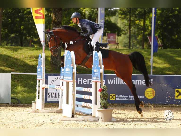 Caballo de deporte alemán Yegua 5 años 172 cm Castaño in Bad Griesbach im Rottal