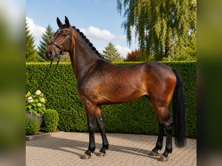 Caballo de deporte alemán Yegua 5 años 172 cm Castaño rojizo in ROGOWNICA