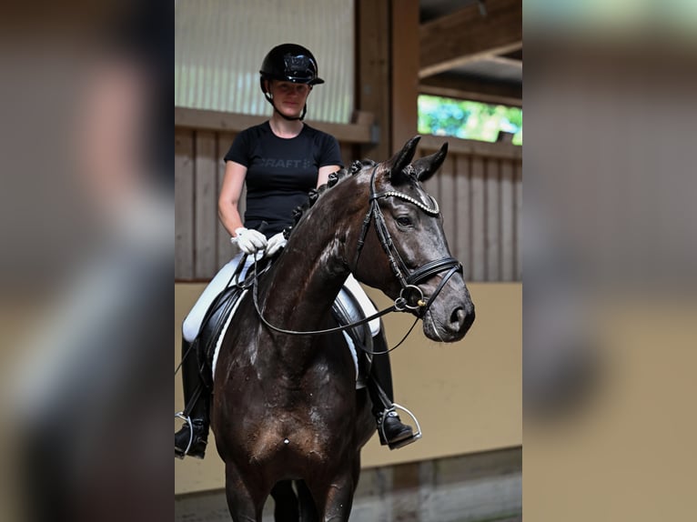 Caballo de deporte alemán Yegua 5 años 172 cm Morcillo in Ostrach