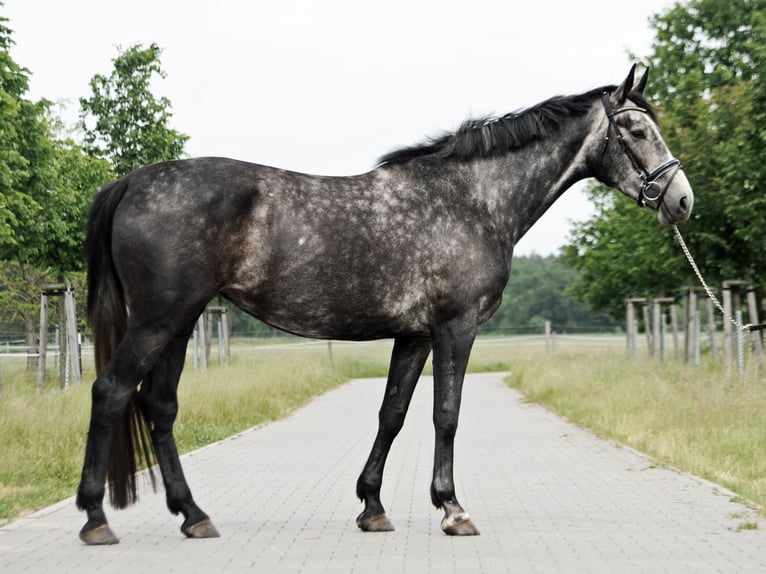 Caballo de deporte alemán Yegua 5 años 172 cm Tordo in Loewenberger Land, 30 min von Berlin