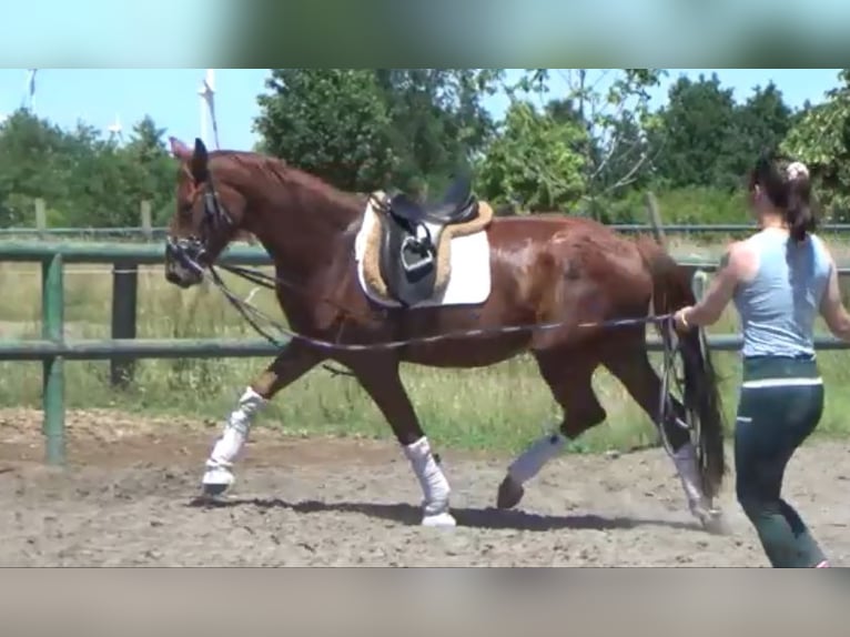 Caballo de deporte alemán Yegua 5 años 173 cm Alazán in Berlin