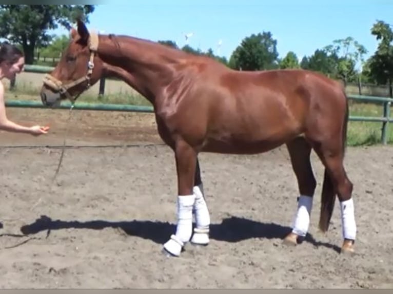 Caballo de deporte alemán Yegua 5 años 173 cm Alazán in Berlin