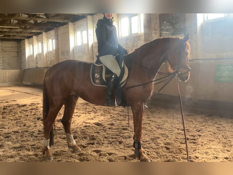 Caballo de deporte alemán Yegua 5 años 173 cm Alazán in Berlin