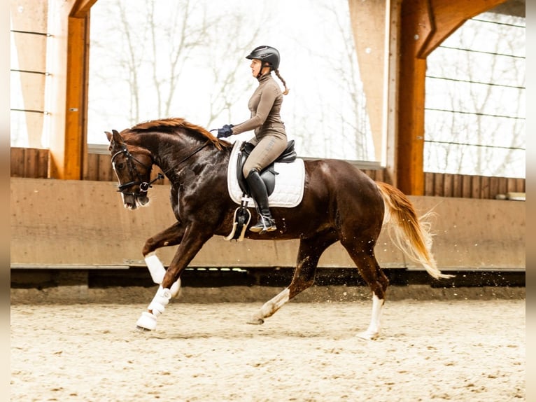 Caballo de deporte alemán Yegua 5 años 173 cm Alazán-tostado in Münster