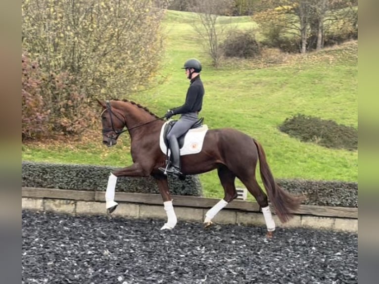Caballo de deporte alemán Yegua 5 años 173 cm Alazán-tostado in NiederkirchenNiederkirchen