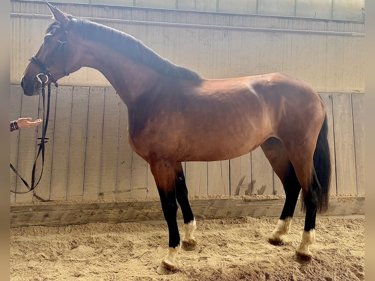 Caballo de deporte alemán Yegua 5 años 173 cm Castaño in Wallersdorf