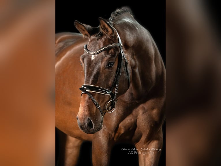 Caballo de deporte alemán Yegua 5 años 173 cm Castaño in Herrenberg