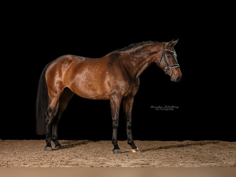 Caballo de deporte alemán Yegua 5 años 173 cm Castaño in Herrenberg