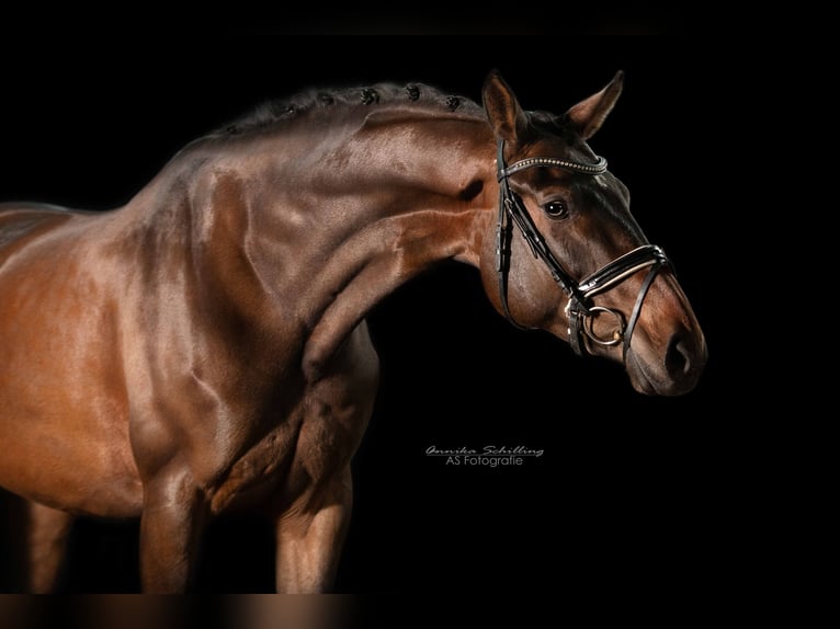 Caballo de deporte alemán Yegua 5 años 173 cm Castaño in Herrenberg