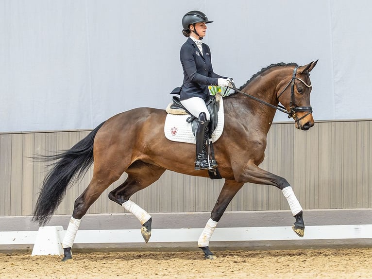 Caballo de deporte alemán Yegua 5 años 173 cm Castaño oscuro in Münster-Handorf