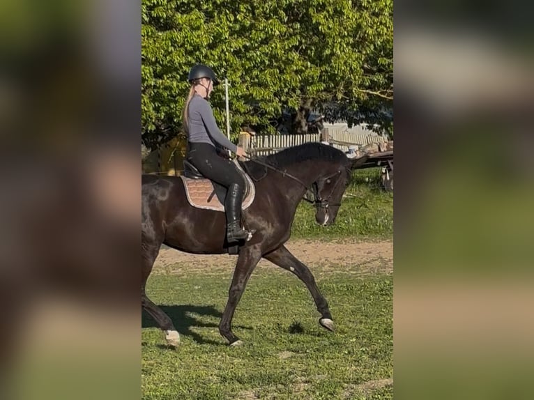 Caballo de deporte alemán Yegua 5 años 173 cm Negro in Bad Köstritz