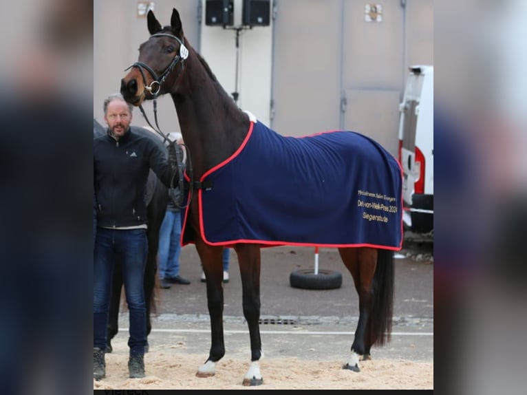 Caballo de deporte alemán Yegua 5 años 174 cm Castaño in Aalen