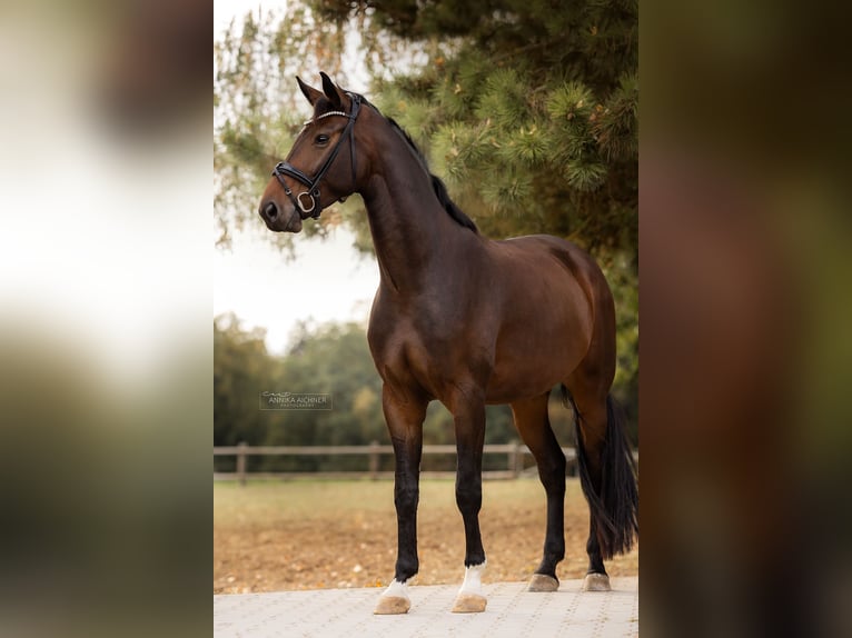 Caballo de deporte alemán Yegua 5 años 174 cm Castaño in Nittendorf