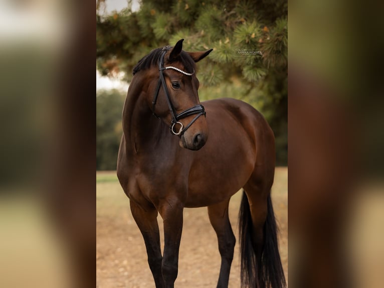 Caballo de deporte alemán Yegua 5 años 174 cm Castaño in Nittendorf
