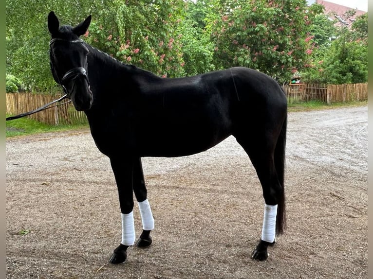 Caballo de deporte alemán Yegua 5 años 174 cm Negro in Dachau