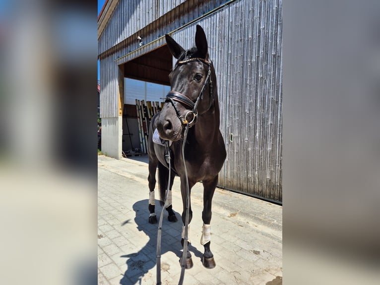 Caballo de deporte alemán Yegua 5 años 174 cm Negro in Dachau