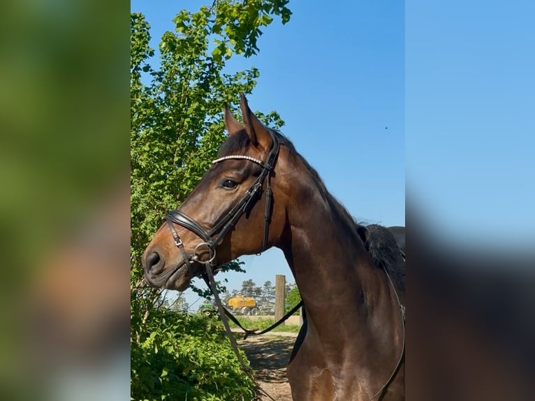 Caballo de deporte alemán Yegua 5 años 175 cm Castaño in Arnstorf