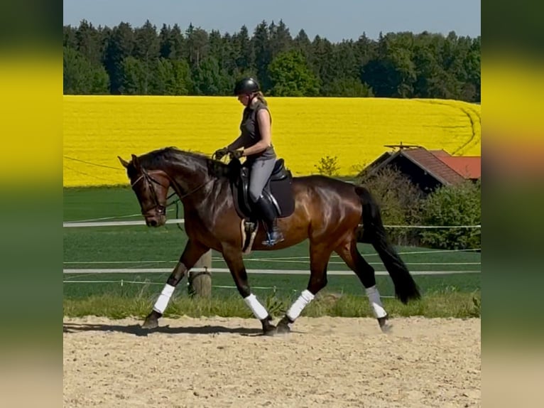 Caballo de deporte alemán Yegua 5 años 175 cm Castaño in Arnstorf