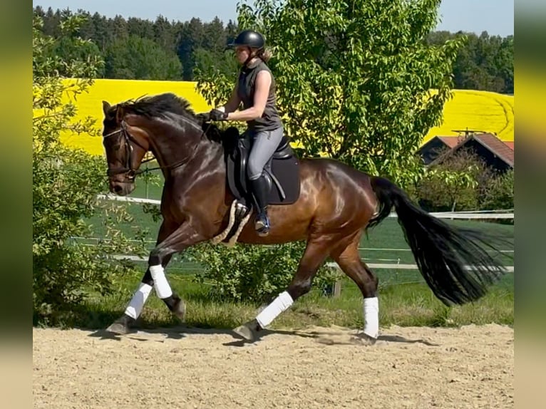 Caballo de deporte alemán Yegua 5 años 175 cm Castaño in Arnstorf