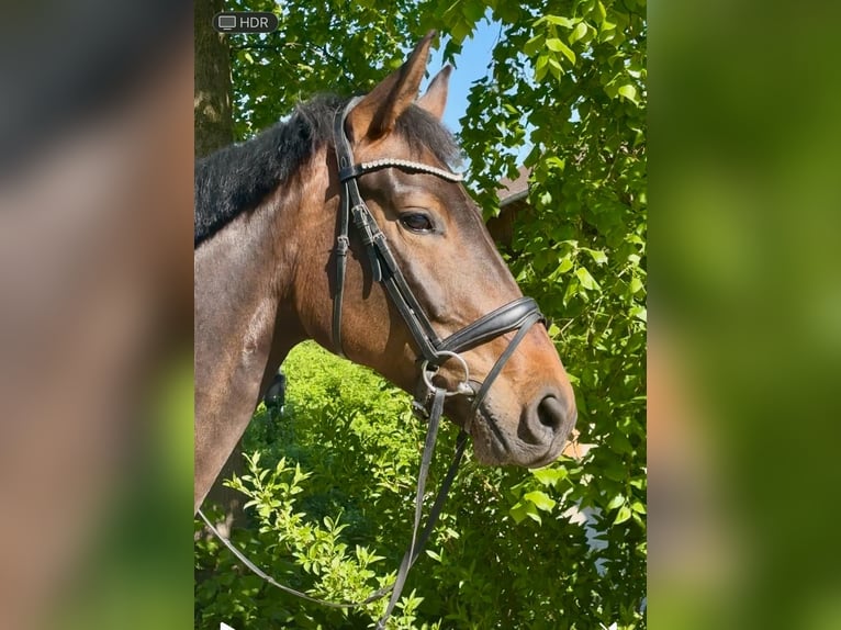 Caballo de deporte alemán Yegua 5 años 175 cm Castaño in Arnstorf