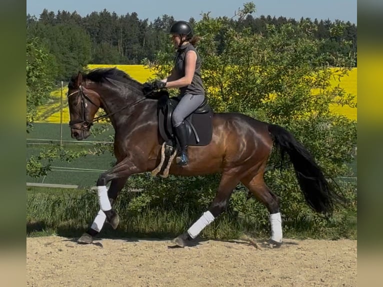 Caballo de deporte alemán Yegua 5 años 175 cm Castaño in Arnstorf