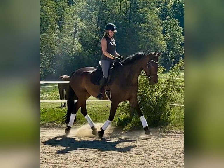 Caballo de deporte alemán Yegua 5 años 175 cm Castaño in Arnstorf