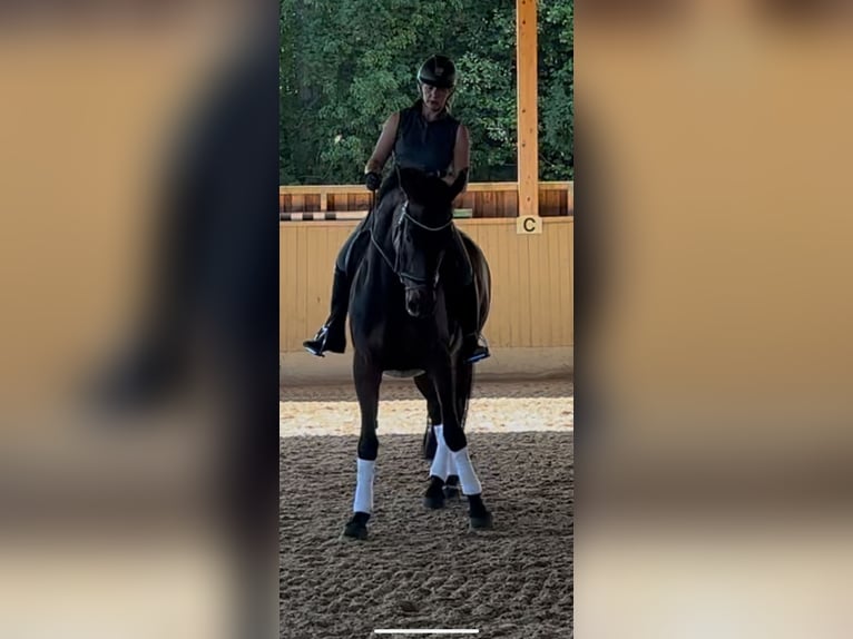Caballo de deporte alemán Yegua 5 años 175 cm Castaño in Arnstorf