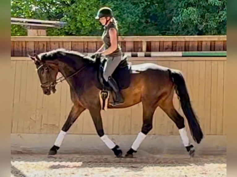 Caballo de deporte alemán Yegua 5 años 175 cm Castaño in Arnstorf