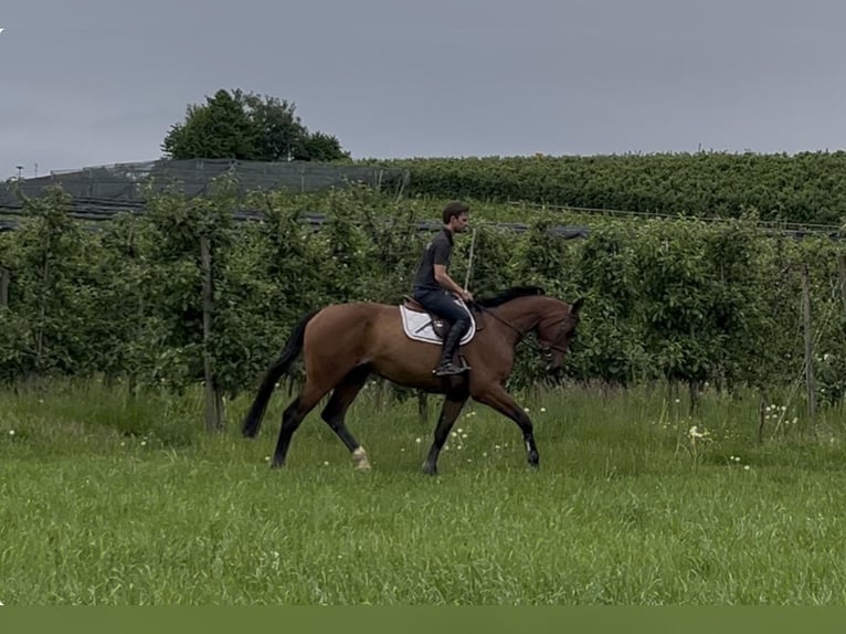 Caballo de deporte alemán Yegua 5 años 175 cm Castaño in Lindau (Bodensee)