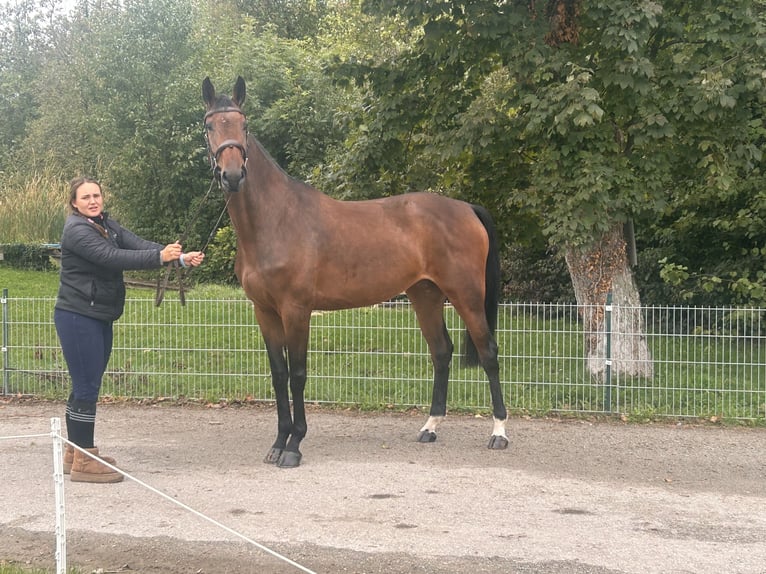 Caballo de deporte alemán Yegua 5 años 175 cm Castaño in Margarethen am Mood