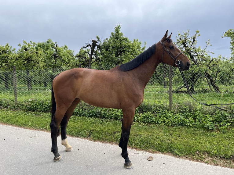 Caballo de deporte alemán Yegua 5 años 175 cm Castaño oscuro in Lindau (Bodensee)