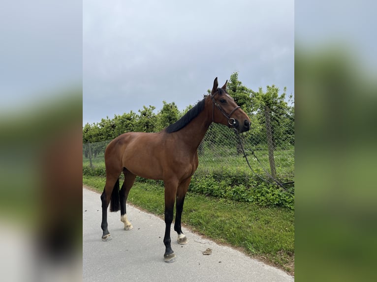 Caballo de deporte alemán Yegua 5 años 175 cm Castaño oscuro in Lindau (Bodensee)