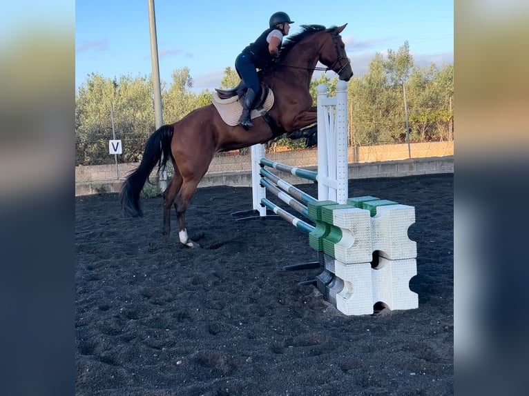 Caballo de deporte alemán Yegua 5 años 175 cm Castaño rojizo in Marratxí