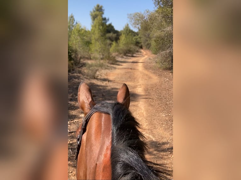 Caballo de deporte alemán Yegua 5 años 175 cm Castaño rojizo in Marratxí