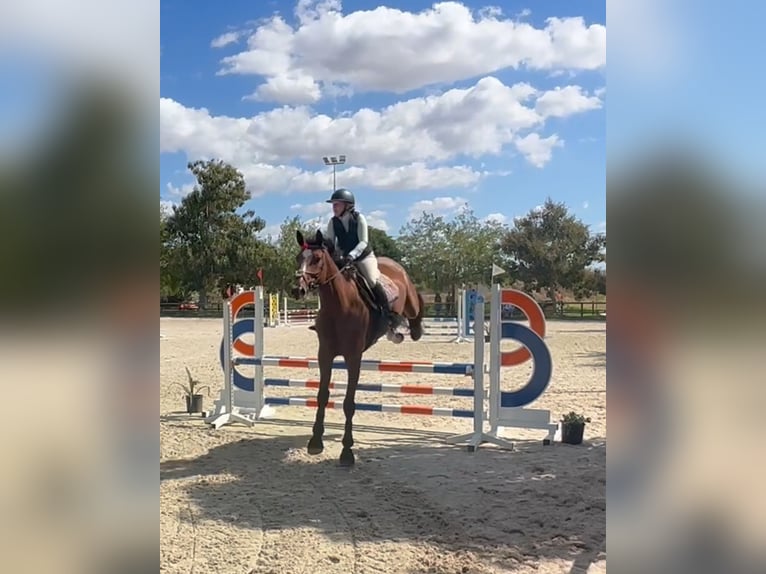 Caballo de deporte alemán Yegua 5 años 175 cm Castaño rojizo in Marratxí