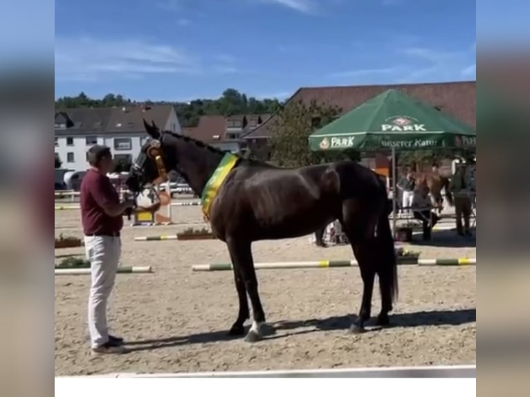 Caballo de deporte alemán Yegua 5 años 175 cm Morcillo in SaarlouisSaarlouis